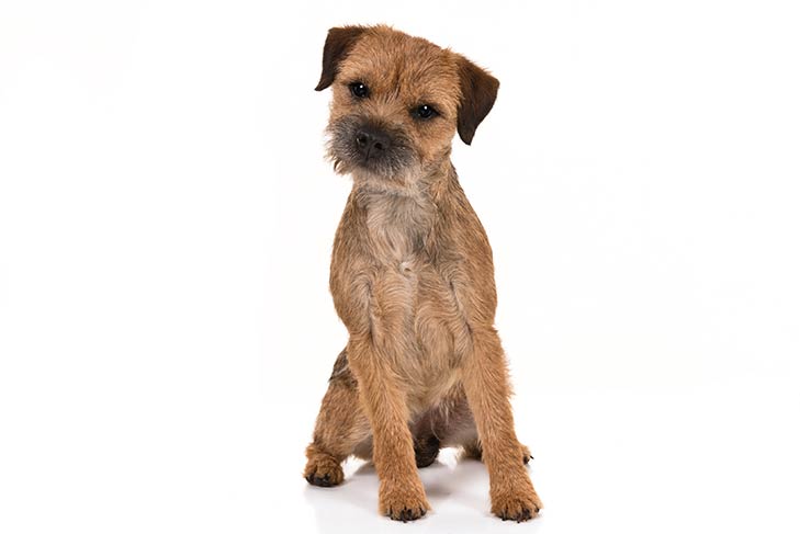 Border Terrier
