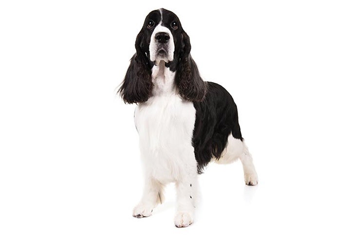 English Springer Spaniel