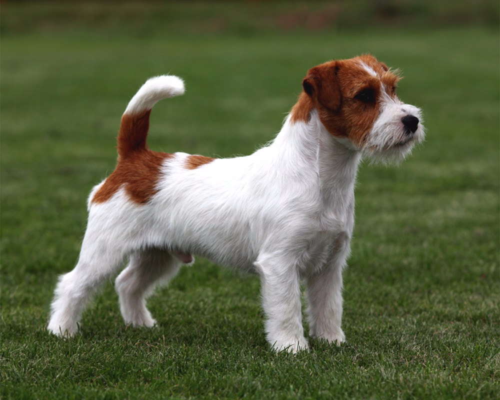 Jack Russell Terrier
